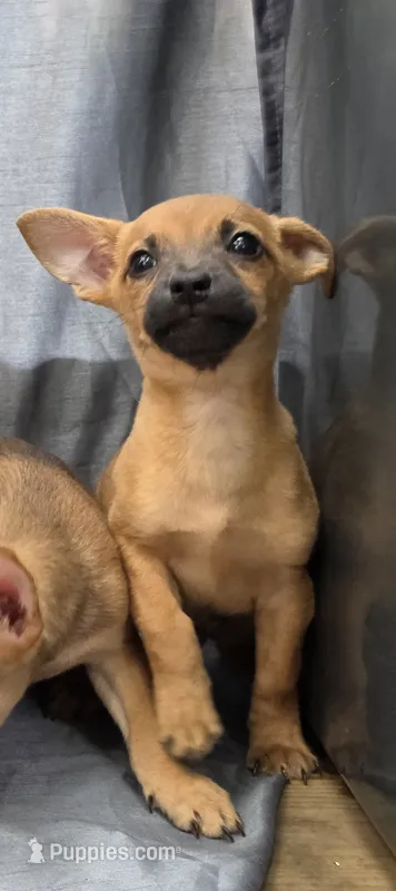 Scooby – Chihuahua puppy for sale in Saint Louis, MO