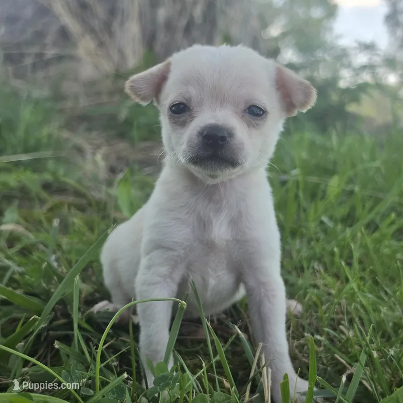 Tcup Micro Daisy!  – Chihuahua puppy for sale in Saint Louis, MO