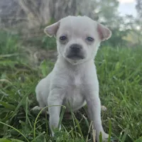 Tcup Micro Daisy! , a female Chihuahua for sale in Saint Louis, MO – 2 of 2