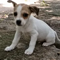 Perry, a male Dachshund and Chihuahua for sale in Saint Louis, MO – 1 of 4