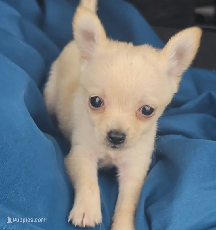 Micro TEACUP, Chanel – Chihuahua puppy for sale in Saint Louis, MO