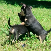 Banjo, a male Chihuahua for sale in Saint Louis, MO – 3 of 3