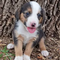Milly(paw print on nose), a male Dachshund and Toy Australian Shepherd for sale in Saint Louis, MO – 2 of 3