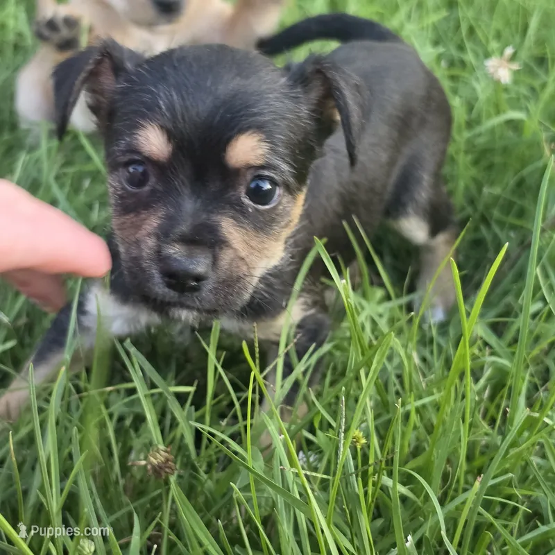Boscoe – Chihuahua, Yorkshire Terrier puppy for sale in Saint Louis, MO