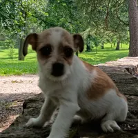 Ezzy, a female Dachshund and Chihuahua for sale in Saint Louis, MO – 5 of 5