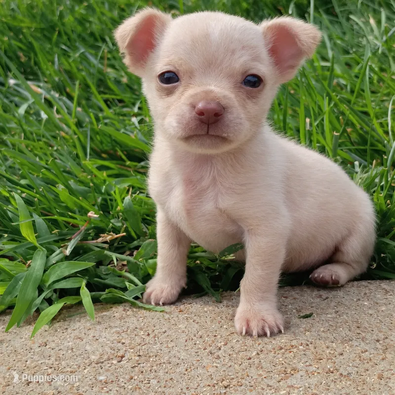 Less than 1lbs "Casper"  – Chihuahua puppy for sale in Saint Louis, MO