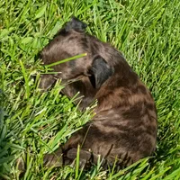 Blue Merle 💙 Tinkerbell, a female Dachshund and Cocker Spaniel for sale in Saint Louis, MO – 3 of 6