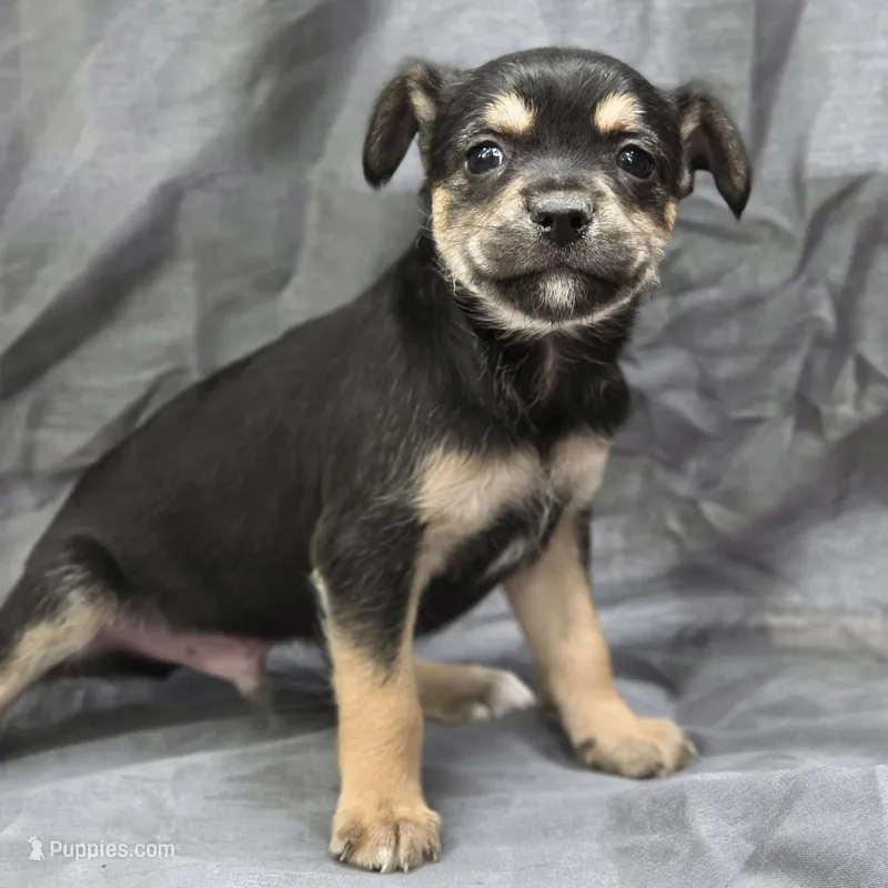 Boscoe – Chihuahua, Yorkshire Terrier puppy for sale in Saint Louis, MO