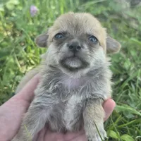 Tiny Teacup Sassy!! Smallest Female!!, a male Chihuahua for sale in Saint Louis, MO – 1 of 1