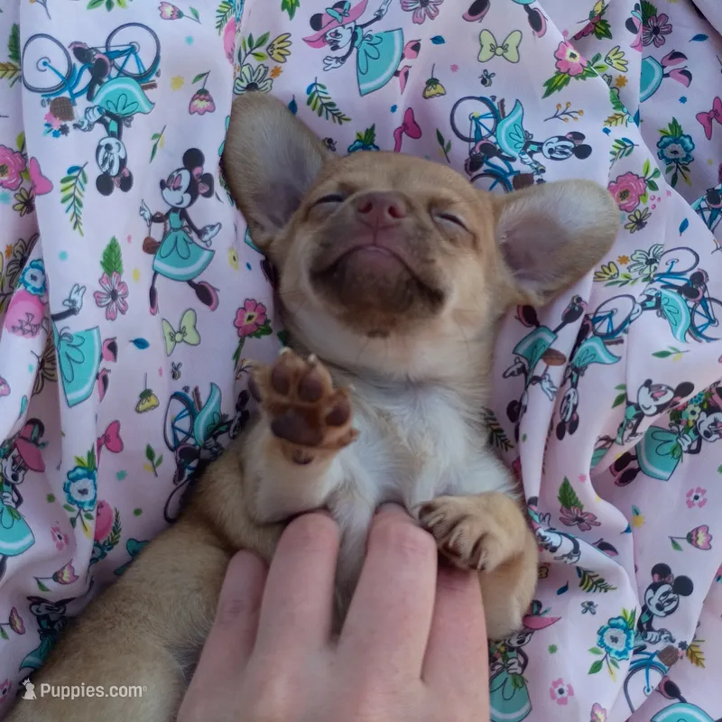 Tiny Baliee – Chihuahua puppy for sale in Saint Louis, MO