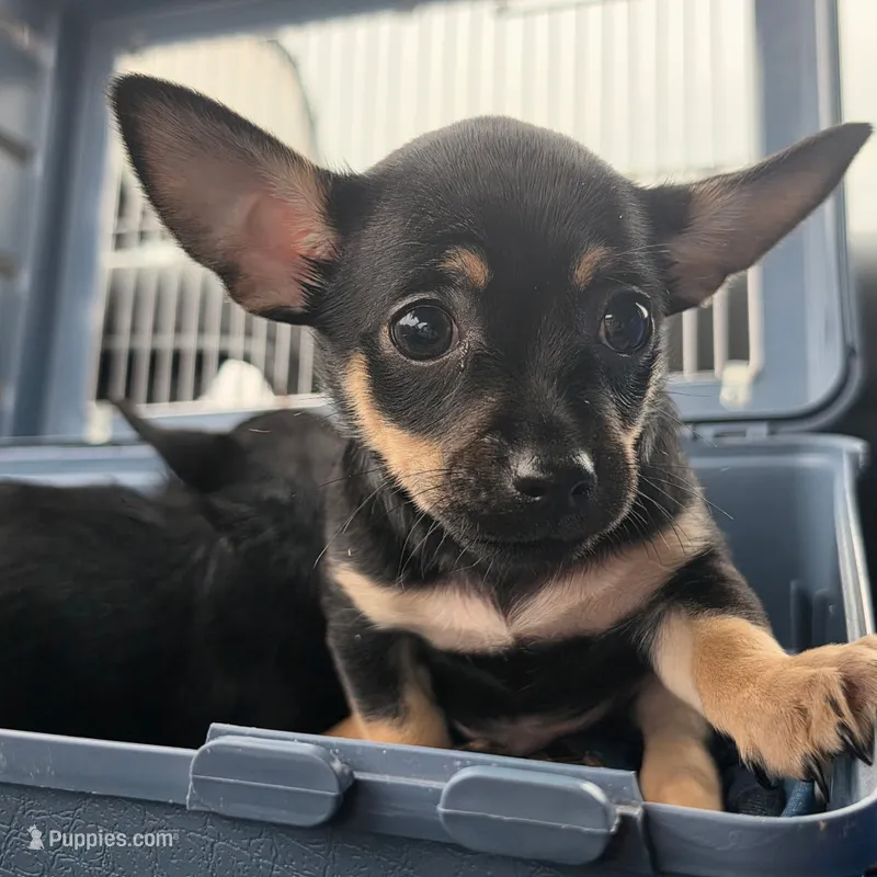 Darkrai – Chihuahua puppy for sale in Saint Louis, MO