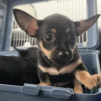 Darkrai, a male Chihuahua for sale in Saint Louis, MO – 1 of 3