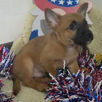 Scrappy , a male Chihuahua for sale in Saint Louis, MO – 3 of 3