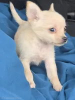 Micro TEACUP, Chanel, a female Chihuahua for sale in Saint Louis, MO – 3 of 3