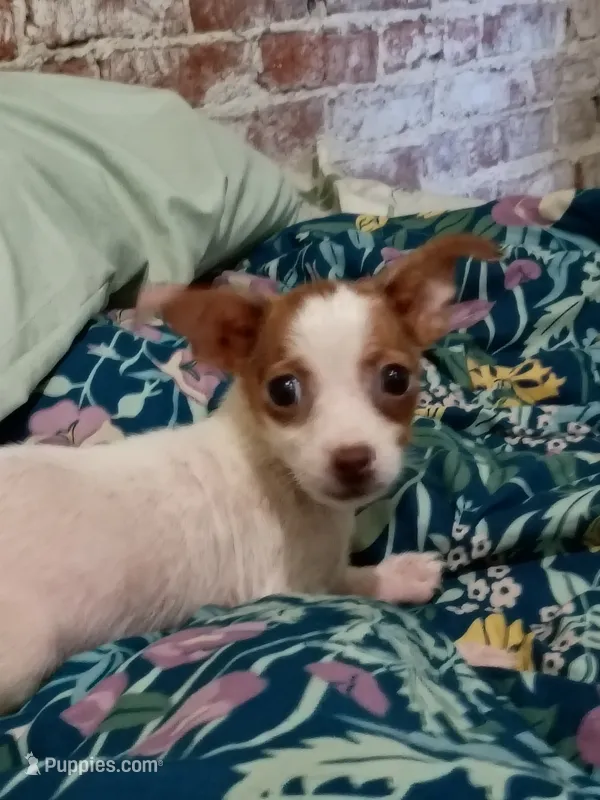 Chicken  – Chihuahua puppy for sale in Saint Louis, MO