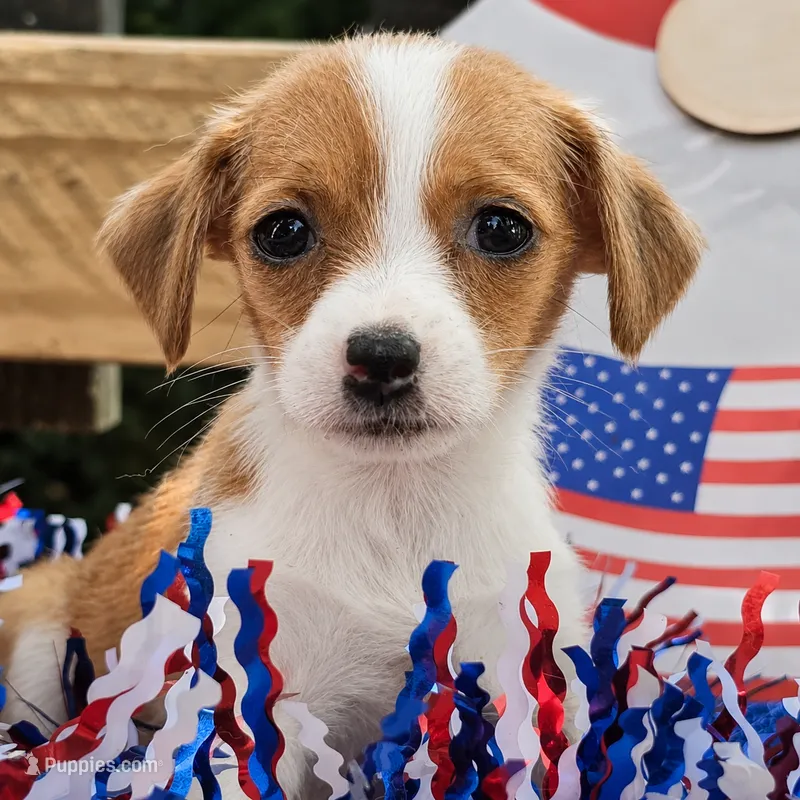 Buster  – Chihuahua puppy for sale in Saint Louis, MO