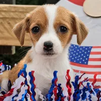 Buster , a male Chihuahua for sale in Saint Louis, MO – 1 of 1