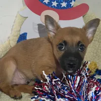 Scrappy , a male Chihuahua for sale in Saint Louis, MO – 1 of 3