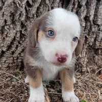 Toad , a male Dachshund and Toy Australian Shepherd for sale in Saint Louis, MO – 4 of 4