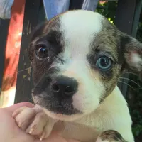 Merlina, a female Boston Terrier and Chihuahua for sale in Saint Louis, MO – 2 of 5
