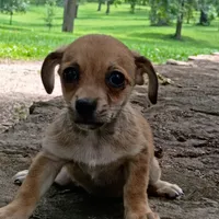 Churro, a male Dachshund and Chihuahua for sale in Saint Louis, MO – 3 of 5