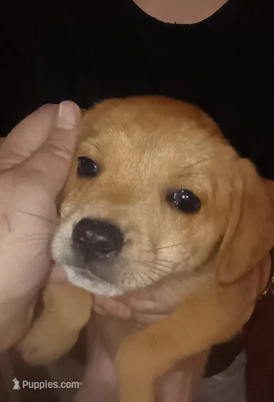 Sailor – Dachshund, Cocker Spaniel puppy for sale in Saint Louis, MO