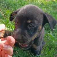 Marla, a female Chihuahua and Miniature Pinscher for sale in Saint Louis, MO – 1 of 4