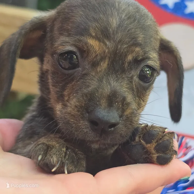 Taco – Chihuahua, Miniature Dachshund puppy for sale in Saint Louis, MO
