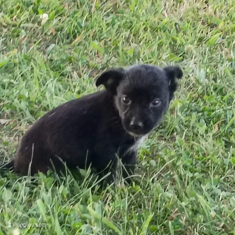 Supea – Chihuahua, Miniature Pinscher puppy for sale in Saint Louis, MO
