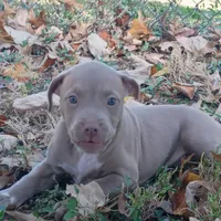 Lila, a female American Pit Bull Terrier for sale in Saint Louis, MO – 3 of 4
