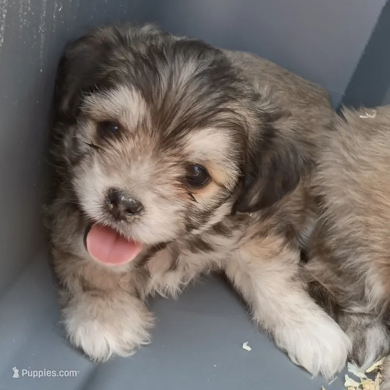 Todd – Maltese, Yorkshire Terrier puppy for sale in Saint Louis, MO