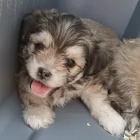 Todd, a male Maltese and Yorkshire Terrier for sale in Saint Louis, MO – 1 of 3