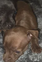 Micro Godiva, a female Chihuahua for sale in Saint Louis, MO – 2 of 2