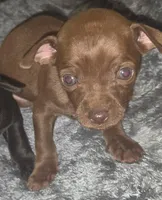 Micro Godiva, a female Chihuahua for sale in Saint Louis, MO – 1 of 2