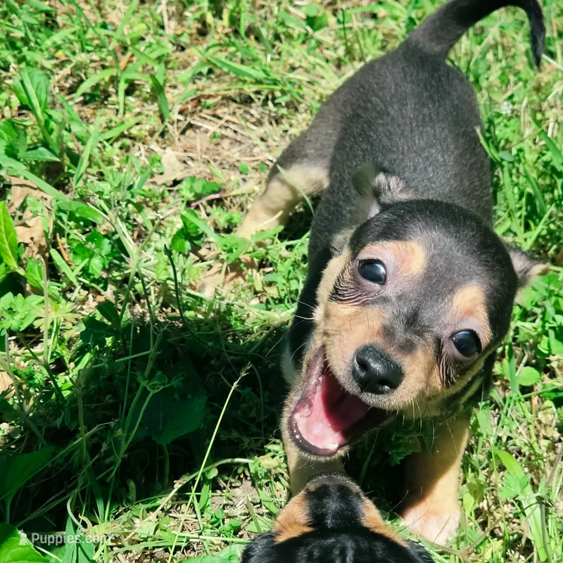 Todd – Chihuahua puppy for sale in Saint Louis, MO