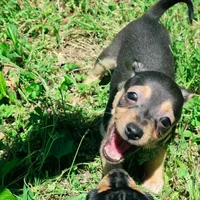 Todd, a male Chihuahua for sale in Saint Louis, MO – 1 of 3