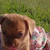 Tiny Baliee, a female Chihuahua for sale in Saint Louis, MO – 3 of 5