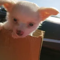 Casper, a male Chihuahua for sale in Saint Louis, MO – 3 of 4