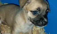 Kallie..400 today only, a female Chihuahua for sale in Saint Louis, MO – 2 of 2