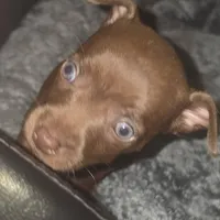Truffles, a male Chihuahua for sale in Saint Louis, MO – 4 of 4