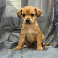 Kane, a male Chihuahua and Yorkshire Terrier for sale in Saint Louis, MO – 2 of 2