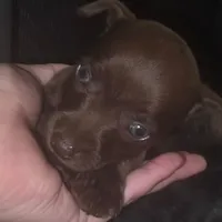 Truffles, a male Chihuahua for sale in Saint Louis, MO – 2 of 4