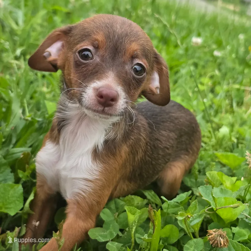 Copper – Dachshund, Chihuahua puppy for sale in Saint Louis, MO