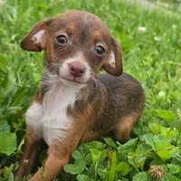 Copper, a male Dachshund and Chihuahua for sale in Saint Louis, MO – 1 of 2
