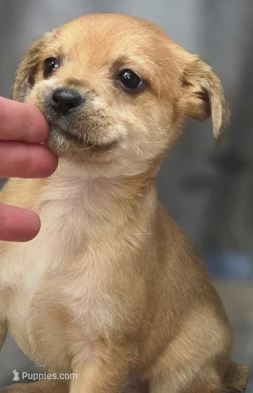 Kane – Chihuahua, Yorkshire Terrier puppy for sale in Saint Louis, MO
