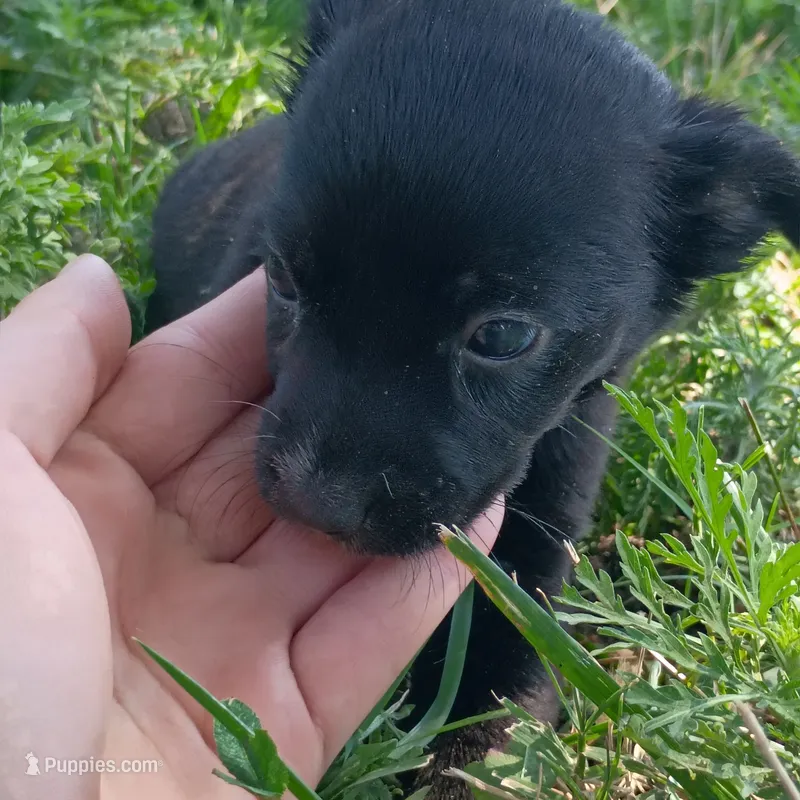 Supea – Chihuahua, Miniature Pinscher puppy for sale in Saint Louis, MO