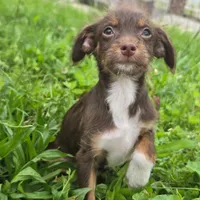 Todd, a male Dachshund and Chihuahua for sale in Saint Louis, MO – 2 of 2