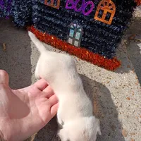 Less than 1lbs "Casper" , a male Chihuahua for sale in Saint Louis, MO – 6 of 6