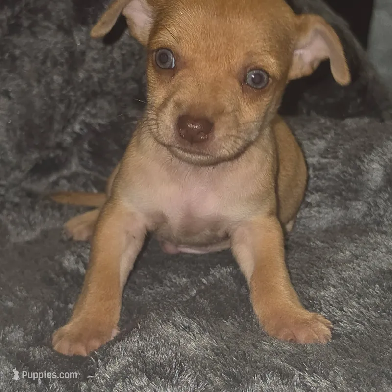 Cinnabon – Chihuahua puppy for sale in Saint Louis, MO