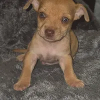 Cinnabon, a male Chihuahua for sale in Saint Louis, MO – 1 of 3